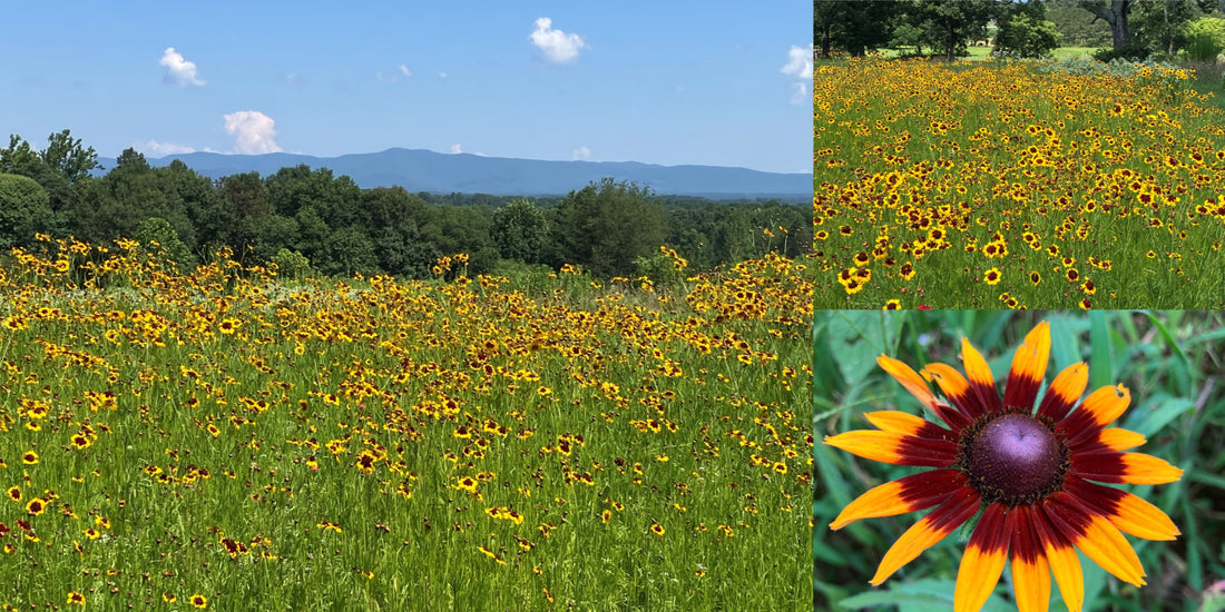 Bringing Beauty and Balance: Planting Wildflowers on Our Rural NC Farm