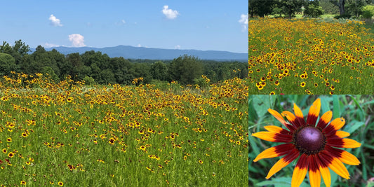 Bringing Beauty and Balance: Planting Wildflowers on Our Rural NC Farm